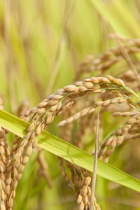 弊社の畑で採れた米